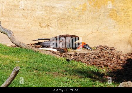 Calao terrestre du sud ou Cafer (Bucorvus Leadbeateri) lézarder au soleil Banque D'Images