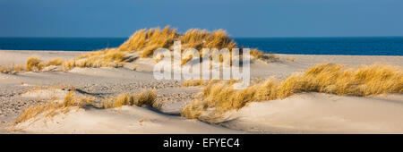 Dunes, Ellenbogen, Sylt, Frise du Nord, Schleswig-Holstein, Allemagne Banque D'Images