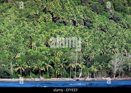 Des cocotiers et l'océan Pacifique sur les côtes tropicales Banque D'Images