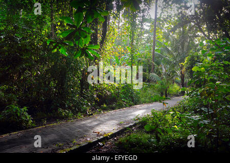 Route principale à travers la forêt sur l'île de Bunaken, Sulawesi Banque D'Images