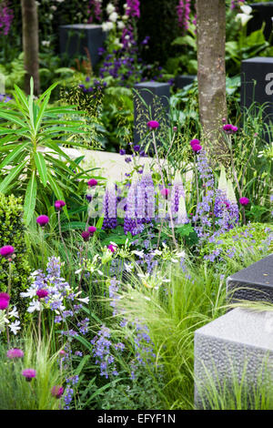 Des blocs de granit plantés avec Nasella tenuissima, Nepeta, fort des cubes, Cirsium rivulare, lupin bleu' et 'Gallery Agapanthus af Banque D'Images