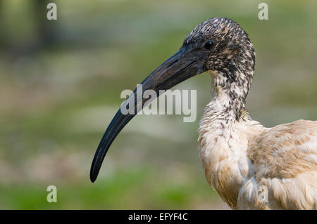 Ibis sacré (Threskiornis africains aethiopicus), originaire d'Afrique, captive, Thuringe, Allemagne Banque D'Images