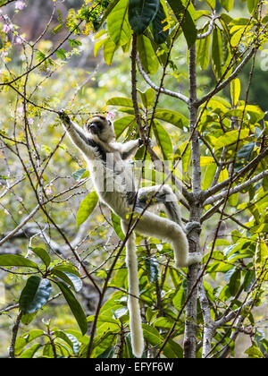 &# 39;Verreaux Sifaka s (Propithecus verreauxi), Isalo Canyon, l'Isalo, Madagascar Banque D'Images