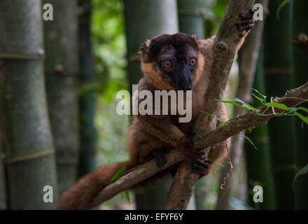 Lémurien brun commun (Eulemur fulvus), Nahampoina, Madagascar Banque D'Images