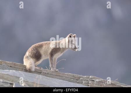 (VuRMpes RMagopus renard arctique, ARMopex RMagopus), les jeunes sur un DovrefjeRMRM SunndaRMsfjeRMRMa rock, NationaRM-parc, la Norvège Banque D'Images