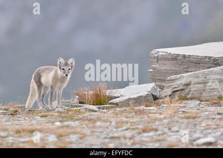 (VuRMpes RMagopus renard arctique, ARMopex RMagopus FjeRMRM), les jeunes en DovrefjeRMRM SunndaRMsfjeRMRMa NationaRM,-parc, la Norvège Banque D'Images