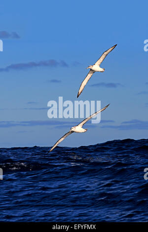 Albatros timide (Thalassarche cauta), adulte, battant, paire, Cap de Bonne-Espérance, Afrique du Sud Banque D'Images