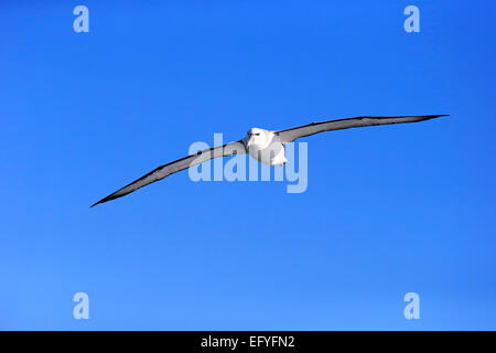 Albatros timide (Thalassarche cauta), adulte, vol, Cap de Bonne-Espérance, Afrique du Sud Banque D'Images
