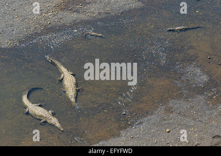 American des crocodiles (Crocodylus acutus) dans le Rio Grande de Herradura, province de Puntarenas, Costa Rica Banque D'Images