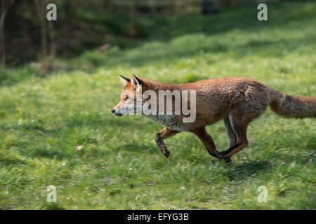 Fox : Vulpes vulpes. Centre de la faune. Contrôlée. Banque D'Images