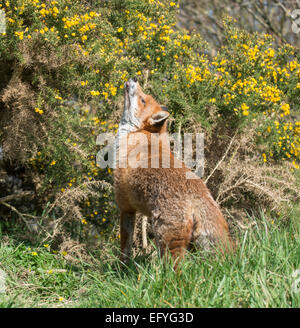 Fox : Vulpes vulpes. Centre de la faune. Contrôlée. Banque D'Images