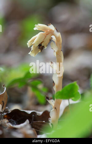 Yellow Bird's Nest : hypopityus Monotropa. Surrey, Angleterre Banque D'Images