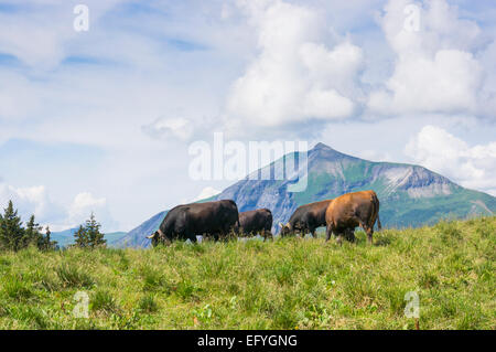 Groupe d'Herens alpine race vaches dans les hautes Alpes au-dessus de la vallée de Chamonix, France, Europe Banque D'Images