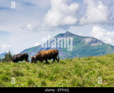 Vaches alpines race Herens très haut au-dessus de Les Houches, dans les Alpes françaises au-dessus de la vallée de Chamonix, France, Europe - avec le Mont Joly Banque D'Images