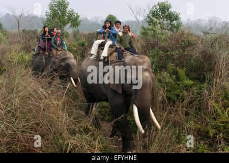Cornacs et touristes asiatiques équitation éléphants dans le parc national de Chitwan, Népal Sauraha, près de Banque D'Images