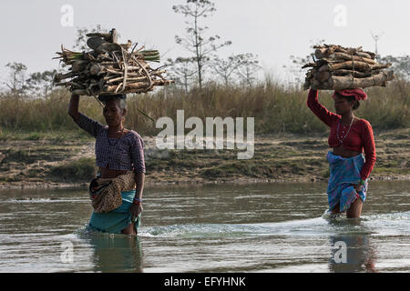 Les népalaises transporter le bois sur leur tête par l'Est de la rivière Rapti à Chitwan, Népal Banque D'Images