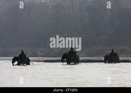 L'est traversée cornacs Rapti River avec leurs éléphants à Sauraha, près du parc national de Chitwan, au Népal Banque D'Images