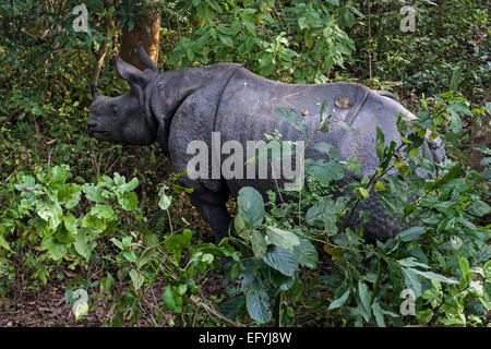 Le rhinocéros indien (Rhinoceros unicornis) dans le Parc National de Chitwann, près de Chitwan, Népal Banque D'Images