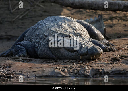 Crocodile (Crocodylus palustris agresseur) sur les rives de l'Est de la rivière Rapti in Chitwan National Park, près de Chitwan, Népal Banque D'Images