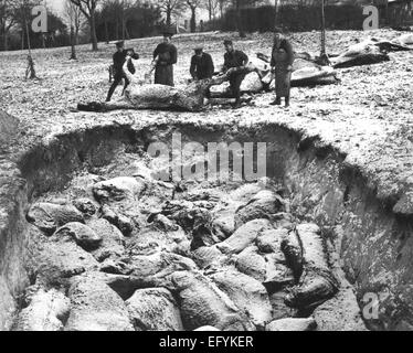 Première Guerre mondiale l'enterrement de masse de chevaux en hiver 1916 par les soldats britanniques. Emplacement inconnu. Photo officielle britannique Banque D'Images