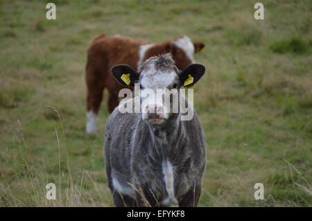 Dans la zone de pâturage des vaches, les Highlands écossais Banque D'Images