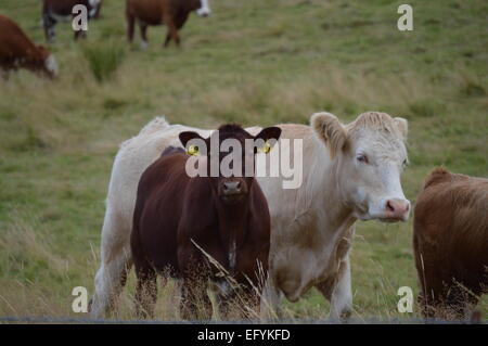 Dans la zone de pâturage des vaches, les Highlands écossais Banque D'Images