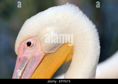 Grand pelican Pelecanus onocrotalus ( ) détail de la tête, Close up sur les yeux et le bec Banque D'Images