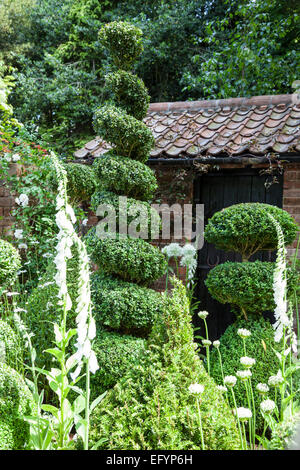 Fort topiary et blanc digitales en face de la remise de jardin Banque D'Images