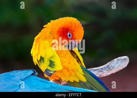 Gros plan du parrrot tropical unique Banque D'Images