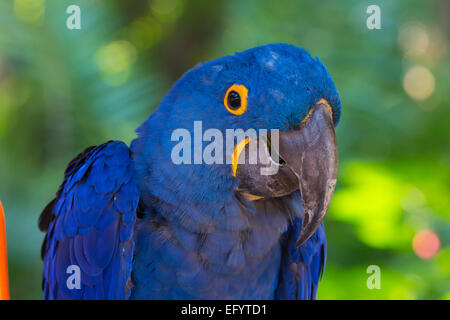 Libre de jacinthe bleu unique ou de l'Ara Hyacinthine Macaw, Anodorhynchus hyacinthinus Banque D'Images