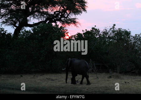 La marche de l'Eléphant d'Afrique contre la ligne des arbres mis en évidence par le coucher du soleil en Afrique Botswana Banque D'Images