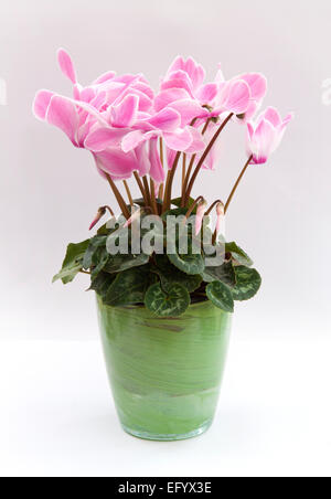 Cyclamen persicum-Hybride. Cyclamen persicum en pot (un grand 'fleuristes'' cultivar). Banque D'Images