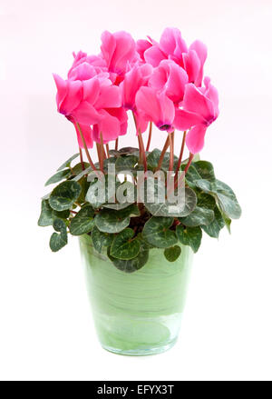 Cyclamen persicum-Hybride. Cyclamen persicum en pot (un grand "cultivar florists'') dans un pot vert Banque D'Images