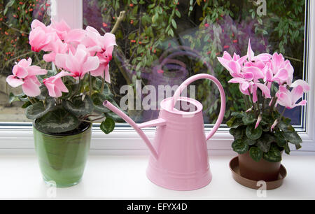 Rose deux cyclamen persicum-Hybride. Cyclamen persicum en pot (un grand "cultivar florists'') sur un rebord de la véranda. Banque D'Images