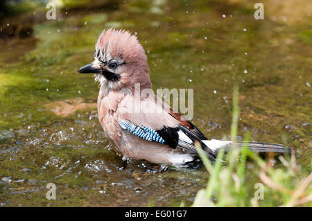 Eurasian Jay Garrulus glandarius baignade en étang de jardin Banque D'Images