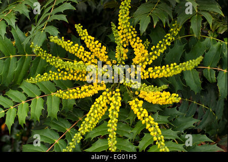 Mahonia japonica buckland dans avec fleur automne hiver Banque D'Images