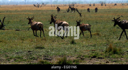 Des Plaines d'Afrique antilope tsessebe jeu tourne vite à l'écart des prédateurs sur ces vastes plaines ouvertes avec zebra à l'arrière-plan Banque D'Images