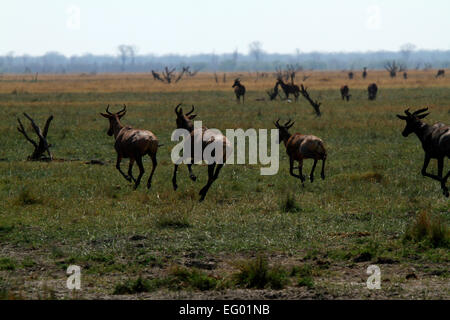 Des Plaines d'Afrique antilope tsessebe jeu tourne vite à l'écart des prédateurs sur ces vastes plaines ouvertes avec zebra à l'arrière-plan Banque D'Images