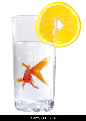 Goldfish swimming in verre sur fond blanc Banque D'Images