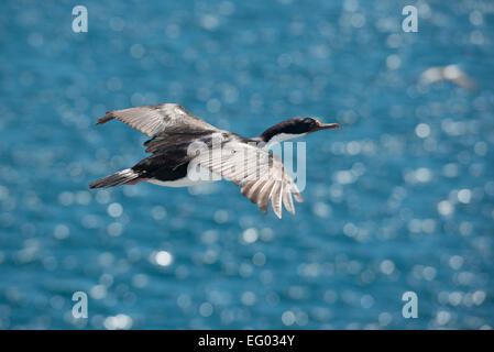 Blue Eyed Shag, Roi cormorant, Phalacrocorax (bransfieldensis) en vol sur l'océan Banque D'Images