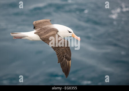 Albatros front noir en vol sur l'océan Banque D'Images