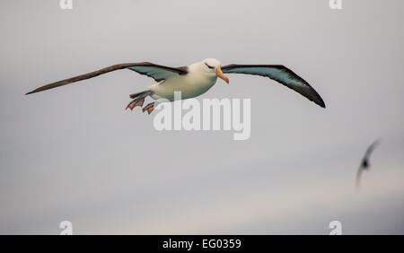 Albatros front noir en vol, le sud de l'Océan Atlantique Banque D'Images