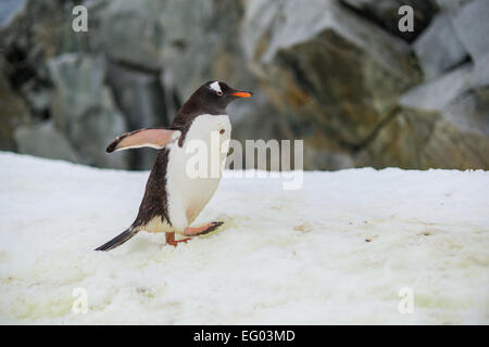 Gentoo pingouin à l'Antarctique, l'Île Petermann Banque D'Images