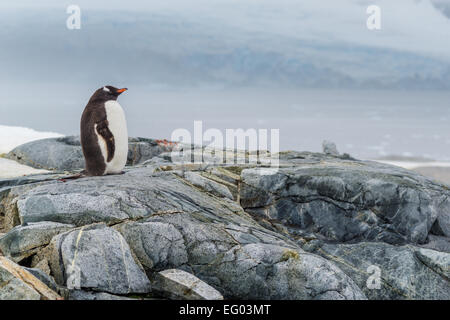 Gentoo pingouin bénéficie d'paysage à l'Île Petermann, Antarctique Banque D'Images