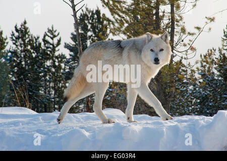 Les Loups de l'hiver, le Montana, la neige, les prédateurs de la forêt Banque D'Images