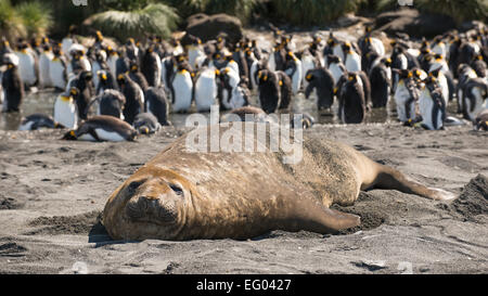 Éléphants de mer (Mirounga leonina) en face du roi colonie de pingouins de Gold Harbour, la Géorgie du Sud, l'Antarctique Banque D'Images