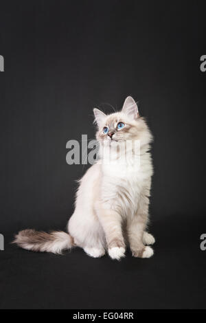 Forêt de Sibérie chaton isolé sur fond noir Banque D'Images