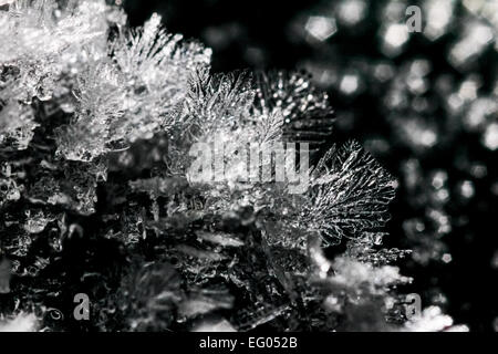 Des cristaux de glace dans la neige et le gel en hiver, gros plan, macro, selective focus avec l'espace pour le texte ou les copier. Banque D'Images