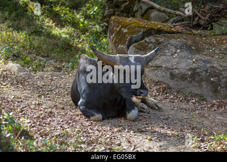 Un Mithun, l'état de l'animal et l'Arunachal Pradesh, du Nagaland Banque D'Images