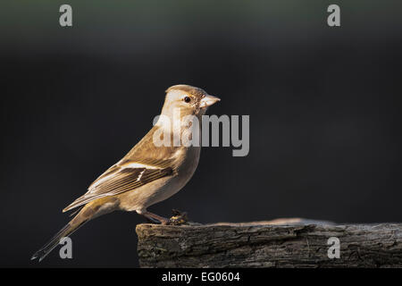 Chaffinch sur perche journal isolés dans la lumière du soleil Banque D'Images
